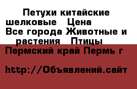 Петухи китайские шелковые › Цена ­ 1 000 - Все города Животные и растения » Птицы   . Пермский край,Пермь г.